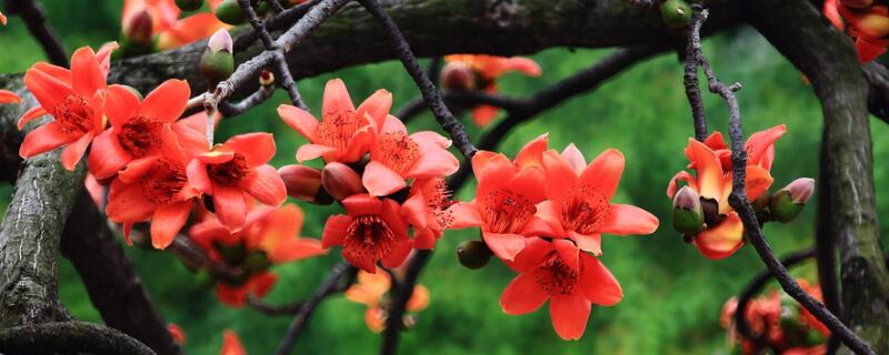 木棉花花語(yǔ)