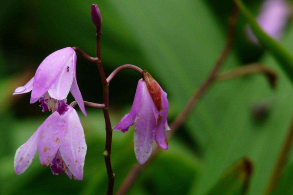 白芨種植技術(shù)