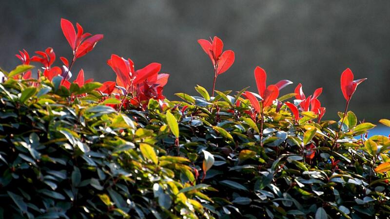 紅葉石楠怎么養