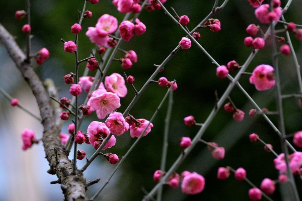 什么花的花語是堅強