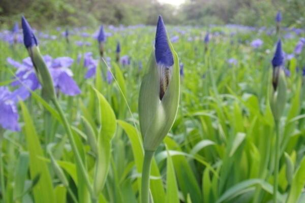 怎樣識別珍稀野生蘭花