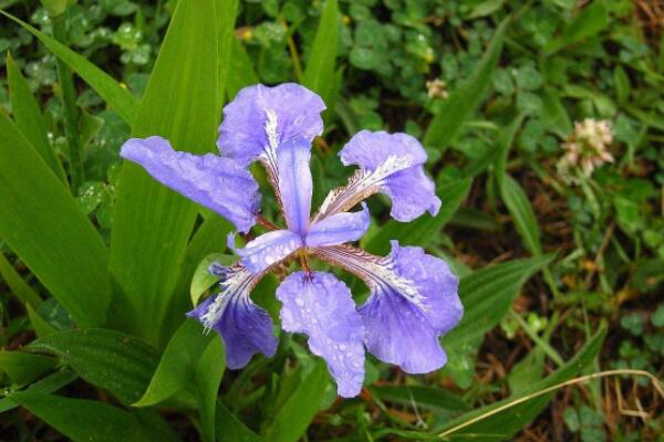 怎樣識別珍稀野生蘭花