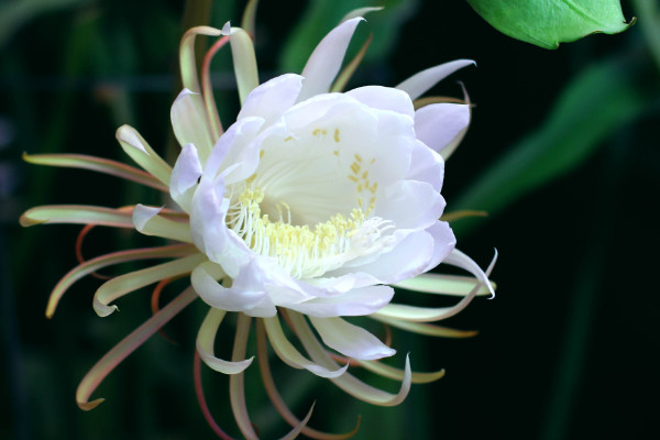 曇花什么時候開花