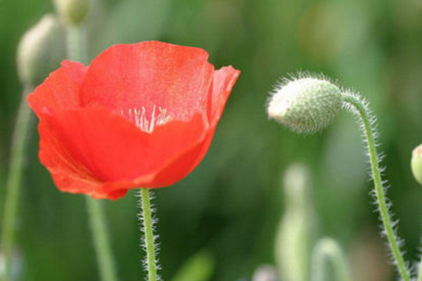 罌粟花的花語(yǔ)