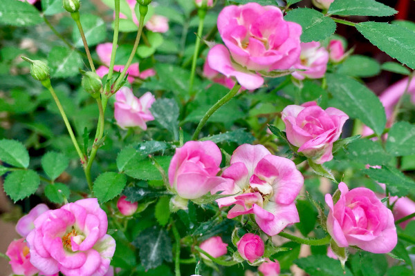 微型月季花的養殖方法