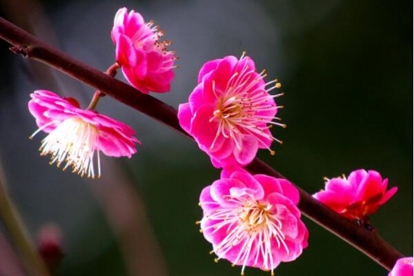 中國的國花是什么