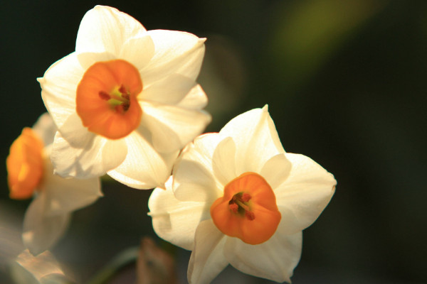 水仙花開完花后怎么處理