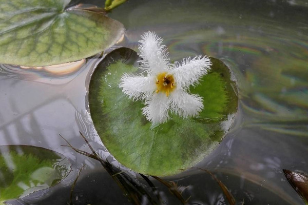 一葉蓮花語