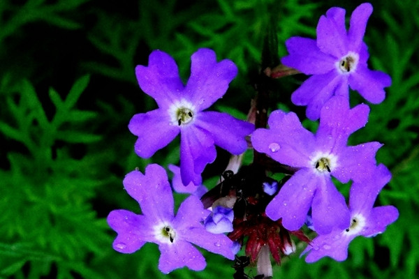 開(kāi)紫花的植物