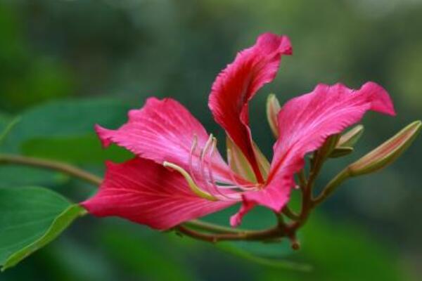 紫荊花是完全花嗎