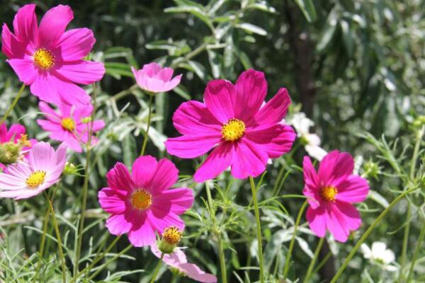 格桑花一年開幾次