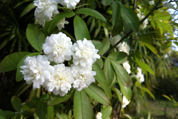 木香花和薔薇花的區別