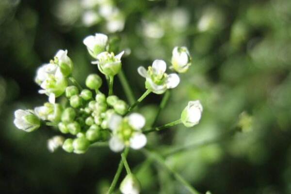 薺菜開什么顏色的花