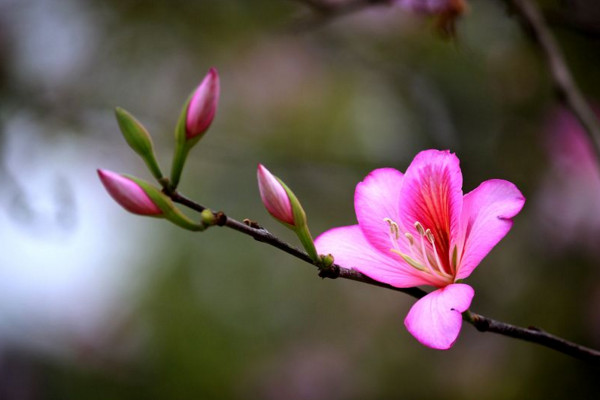 紫荊花愛情花語