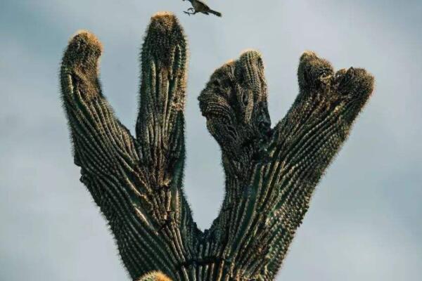 山影仙人掌的養殖方法