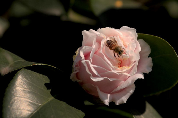 茶花為什么掉葉子