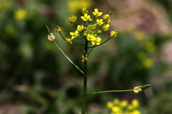 小米花花語是什么意思