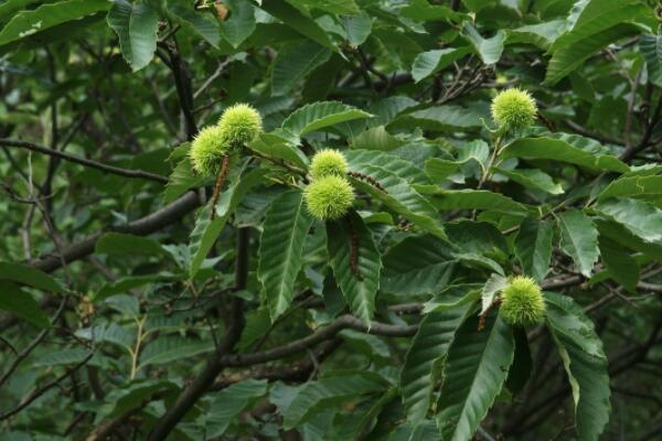 板栗樹什么時候發芽