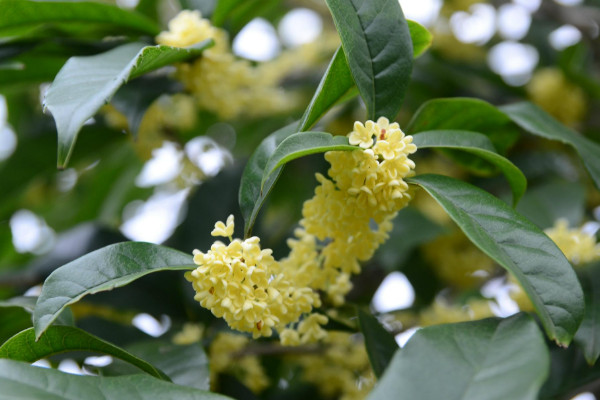 桂花樹太高怎么截