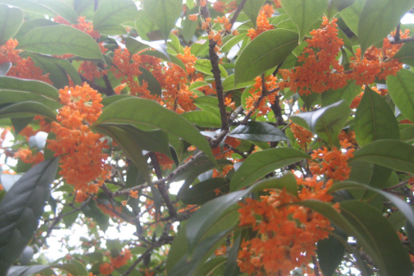 桂花樹太高怎么截