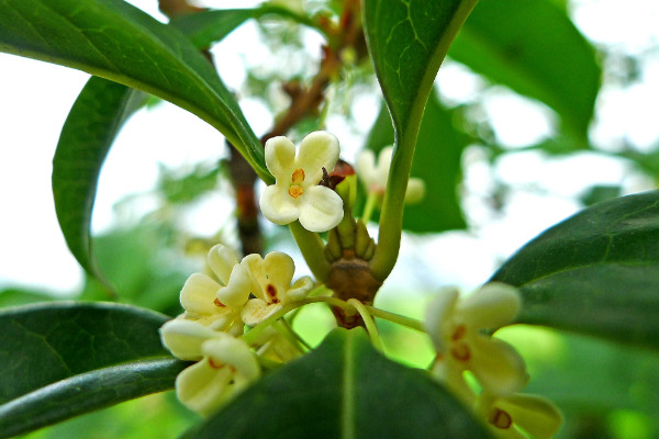 桂花樹(shù)新芽尖枯萎原因