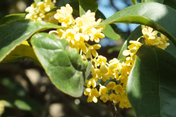 桂花樹(shù)新芽尖枯萎原因