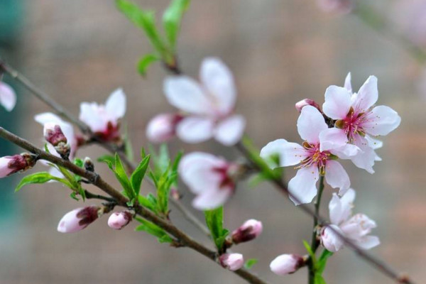 桃樹開花能澆水嗎