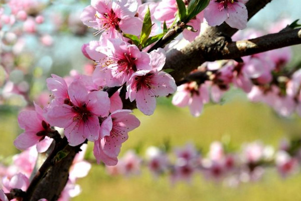 桃樹開花能澆水嗎