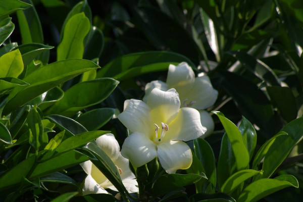 如何讓非洲茉莉開(kāi)花