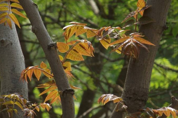 香椿樹什么時(shí)候發(fā)芽