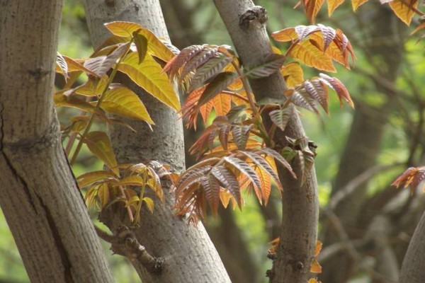 香椿樹什么時(shí)候發(fā)芽