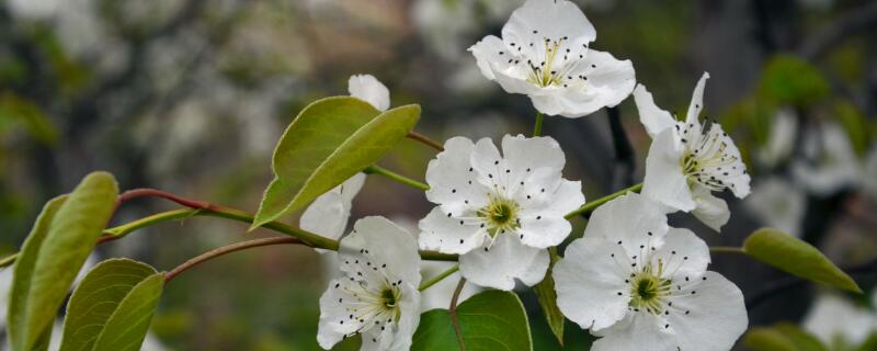 梨花的花語是什么象征