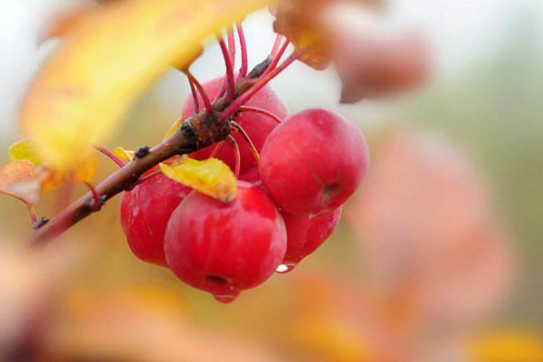 冬紅果幾月份開花