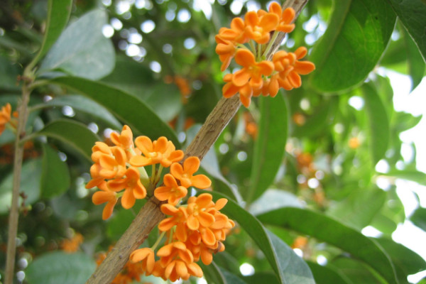 桂花樹怎么養殖