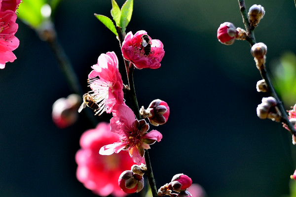 桃花品種介紹