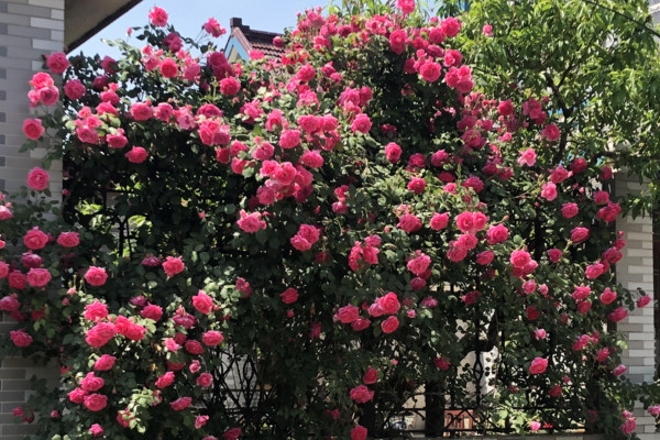 藤本月季花的養殖方法