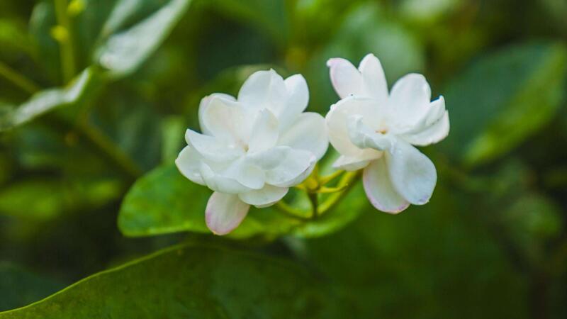 茉莉花怎么養