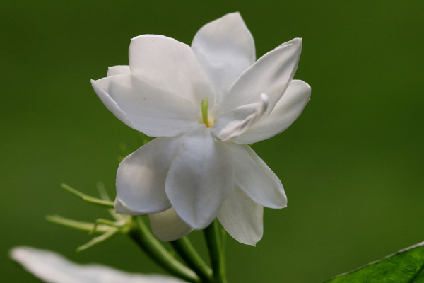 茉莉花怎么養