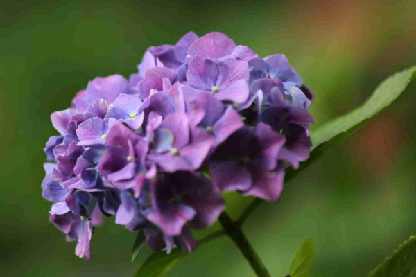 繡球花花語