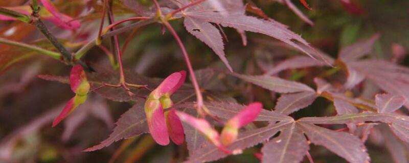 紅楓開花是怎么回事