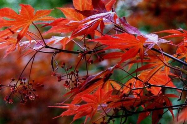 紅楓開花是怎么回事