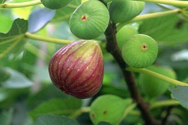 無花果樹開不開花