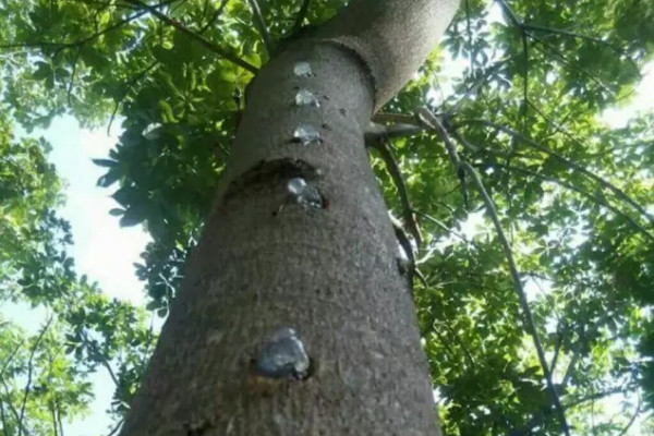 雪燕樹種植條件