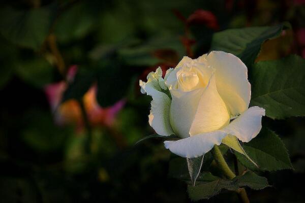 月季花開完花后剪枝嗎