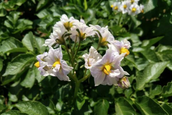 土豆開花要不要把花去掉