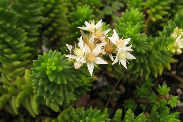 白花小松怎么養