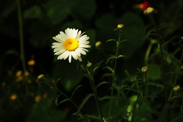 白晶菊花語是什么