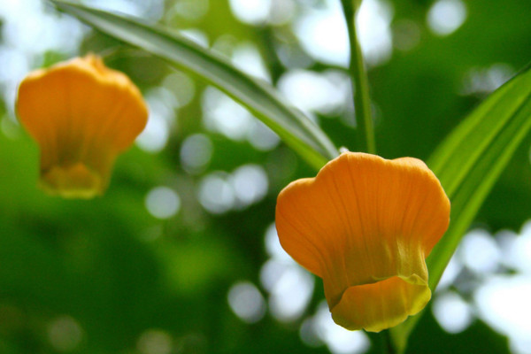 宮燈花的養(yǎng)殖方法