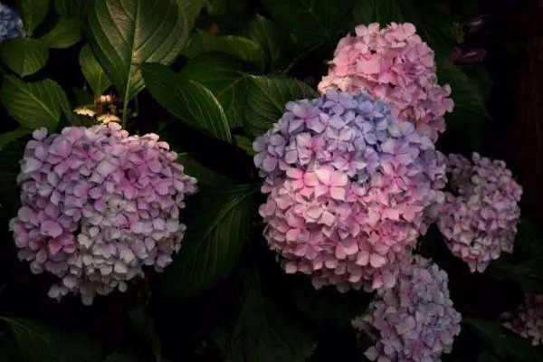 繡球花葉子表面起白霜