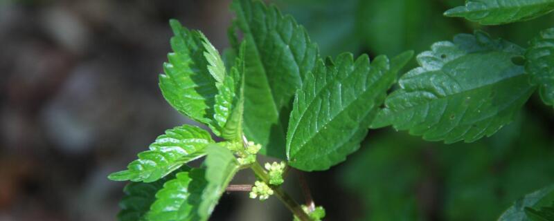 泡葉冷水花和薄荷的區別